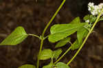 White snakeroot